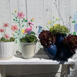 Tres. Macetas de suculentas