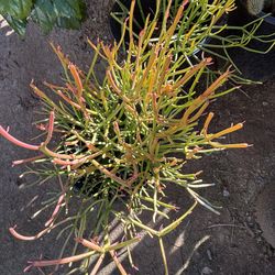 Fire Stick Plant $50