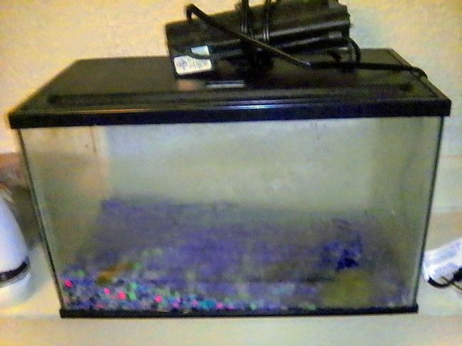 10 Gallon Fish Tank $15 With Everything You Need