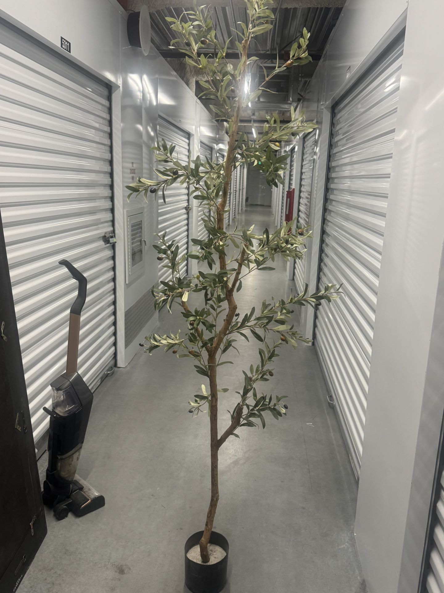 Olive Tree And Mirror