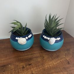 Beach Theme Live Plants 