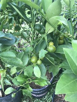Calamondin full of fruit.
