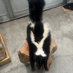Skunk taxidermy 350 $