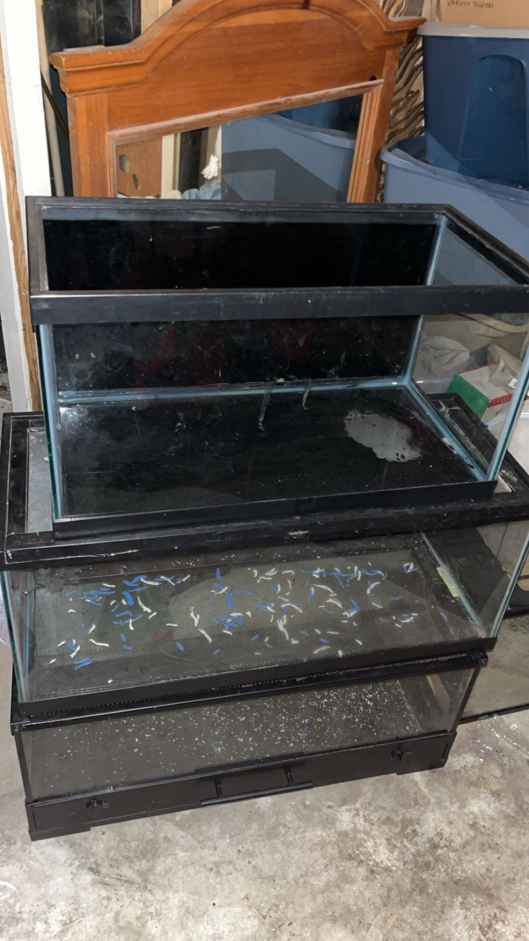 2 20 gallon reptile tanks, a cracked 15 gallon, and a 55 gallon that holds water