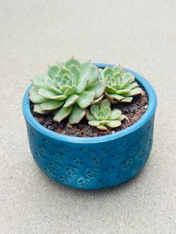 Succulents plants 🪴