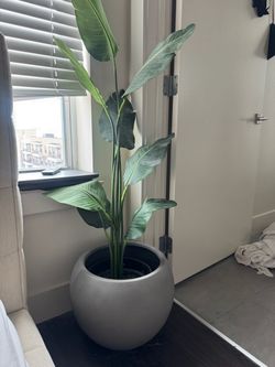 Plant with flower pot