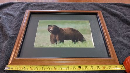 Large Framed Bear in Nature Picture - 18" x 14"