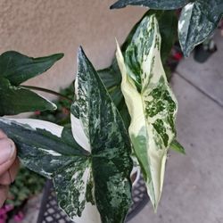Tall Syngonium Albo Variegated Plant $25