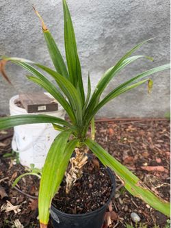 Pandan plant