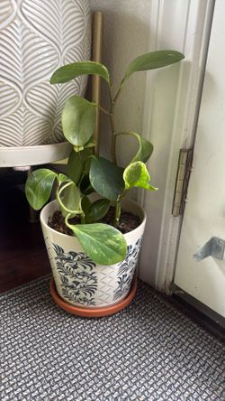 Vintage Pot With Indoor Plan