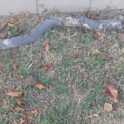 Drift Wood ABOUT 4 Ft Long.
