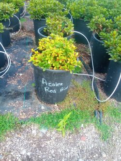 Plants