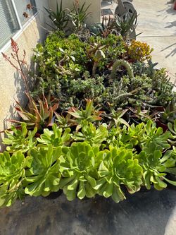 Large succulent plants