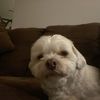 Oscar 