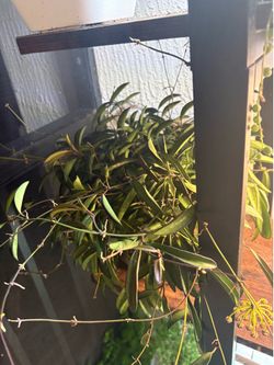 Hoya