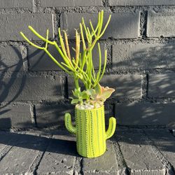 Succulents 