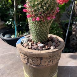 11 Inch Tall Cactus & Flowers  In Beautiful Ceramic Pot 