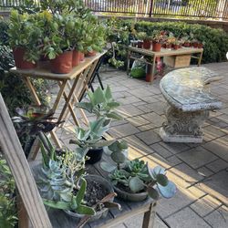 Plants sale! 🪴🪻