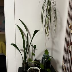 4 Plants