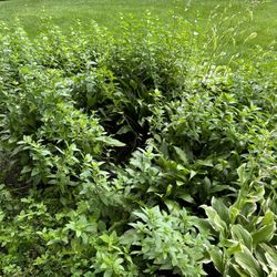 LIVE and Fresh Mint Plants - $1 Each 