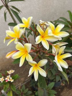 PLUMERIA.  COLOR.  AMARILLA.  fLOR. GRANDE