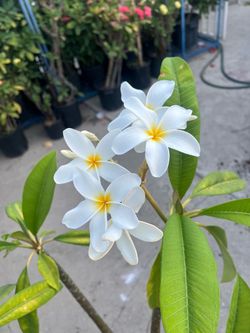 Plumaria