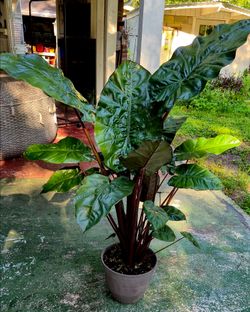 Mature Alocasia Wentii