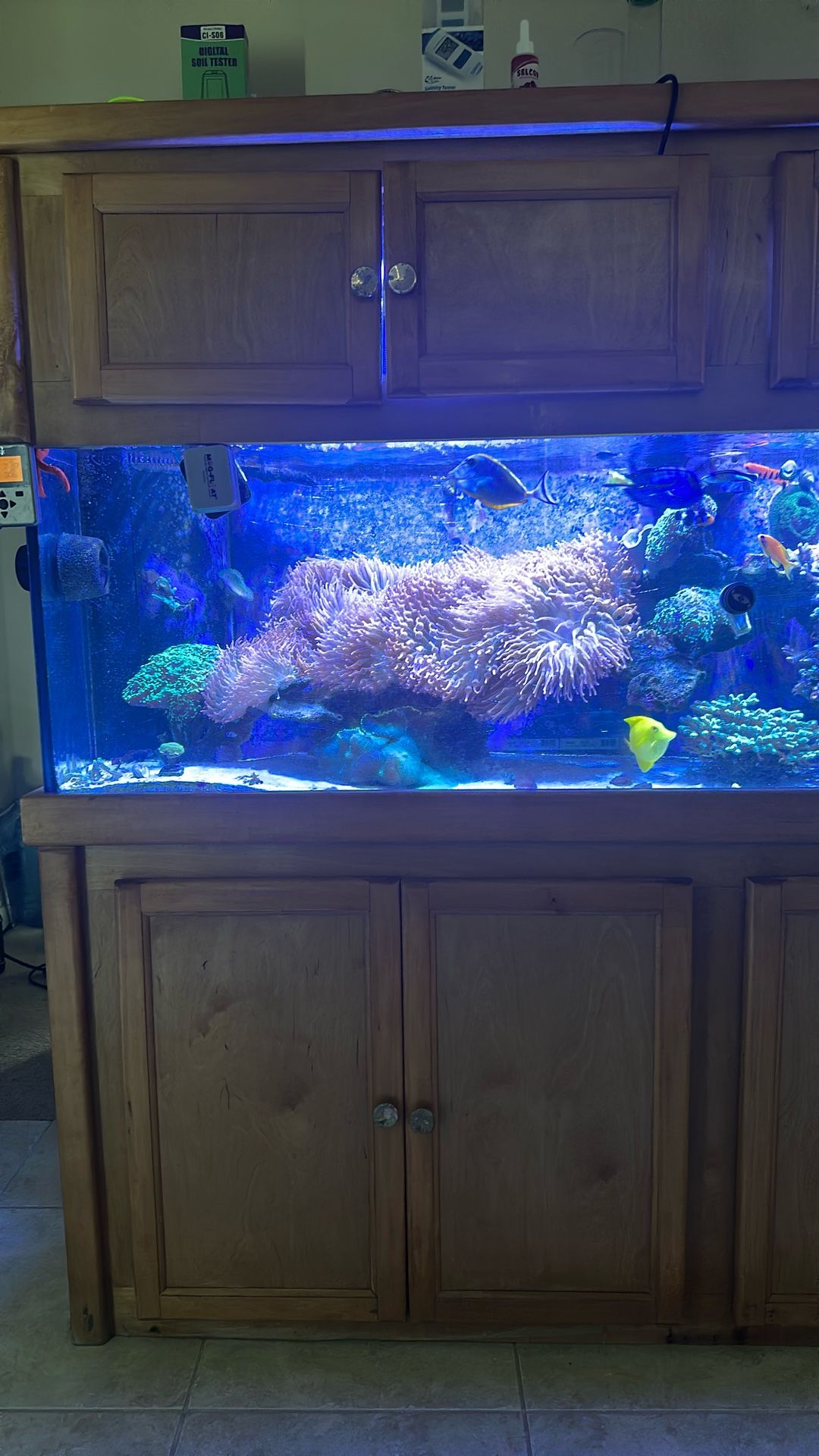 Ultimate Reef Aquarium With Premium Equipment 