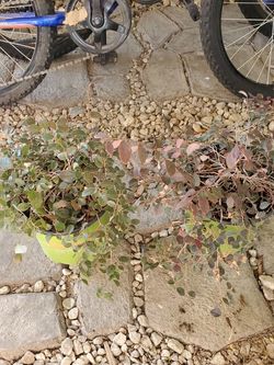 Plantas $3 Cada Una