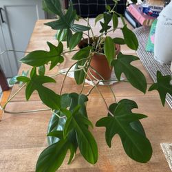 Philodendron Florida green 