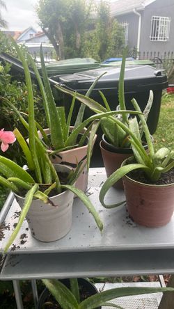 Healthy Aloe Vera plants