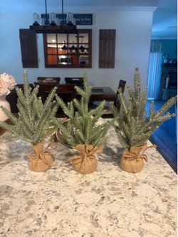 Small Christmas trees