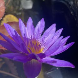 200 Varieties of Pond Plants For Sale 