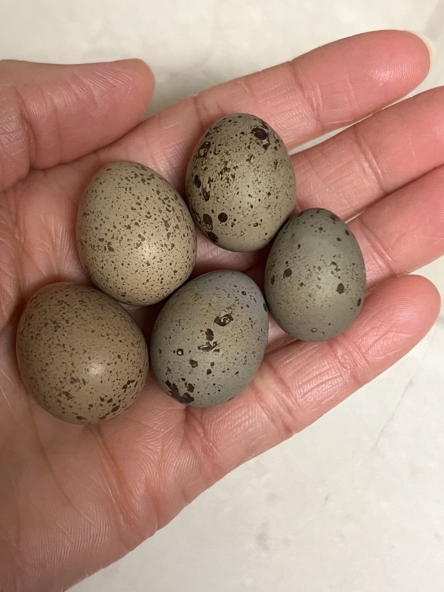 Fertile King (Button) Quail Eggs