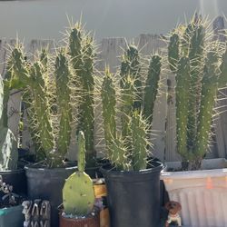 3 Dlrs UP Cactus Sale Any Day