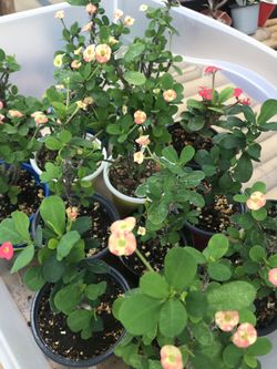 Euphorbia plants 🌱