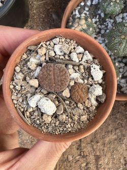 Assorted Lithops Succulents