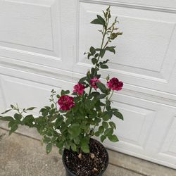 Rose Bush Plant, In 5 Gallons Pot Pick Up Only
