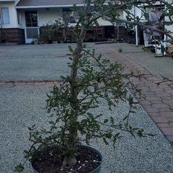 Operculicarya Decaryi 