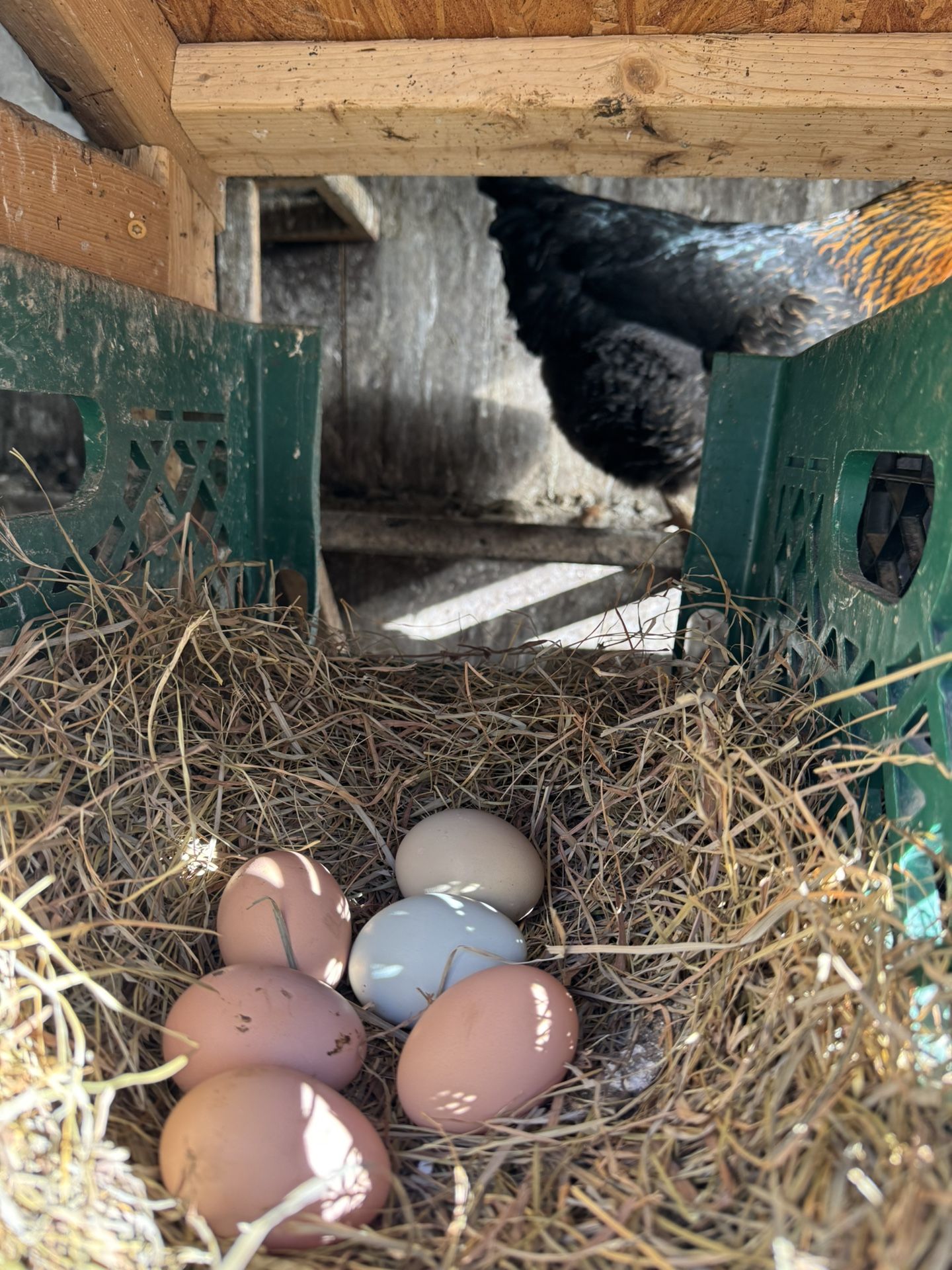 Organic Pasture Raised Eggs 1 Dozen