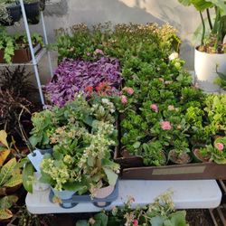 Sm And Med Sz Flowering Succulent $3-$5 Each 