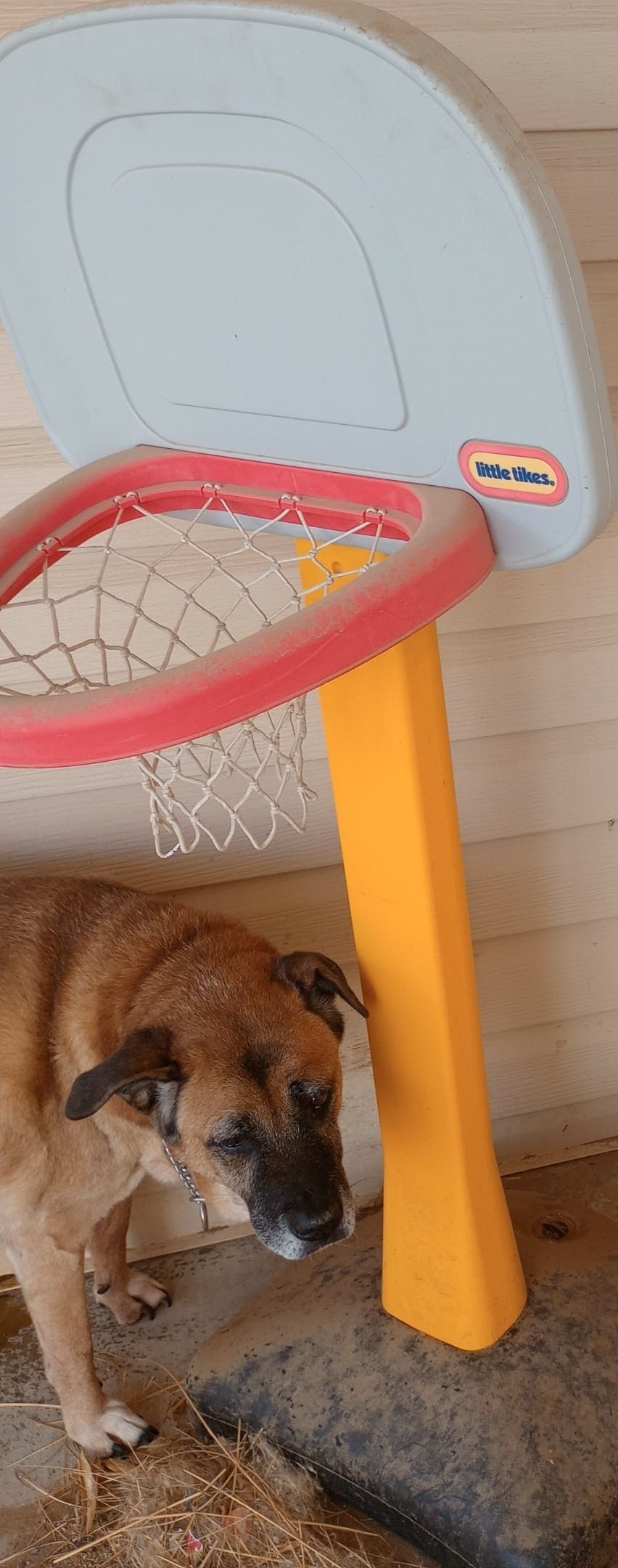 Little Tikes Basketball Hoop