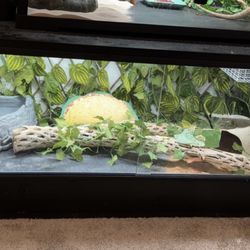 Bearded dragon enclosure (dragon NOT included)