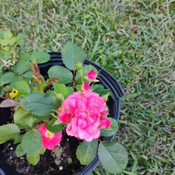 Roses 🌹 Plant 