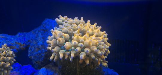 RBTA Bubble TIP Anenomies