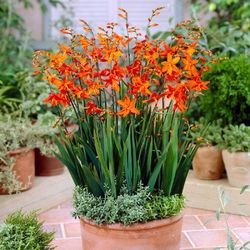 Organic crocosmia