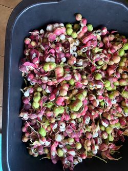 Guamuchiles