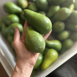 Avocados For Sale
