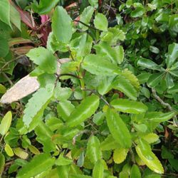 Leaf Of Life Succulent House Plant