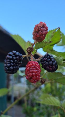 Blackberry